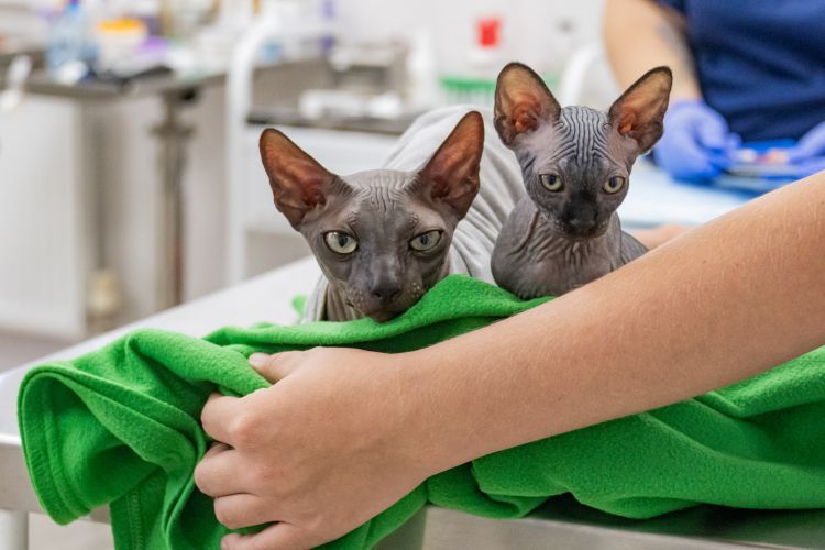 Госветслужба проведет вакцинацию домашних животных от бешенства в Балаклавском районе Госветслужба проведет вакцинацию домашних животных от бешенства в Балаклавском районе