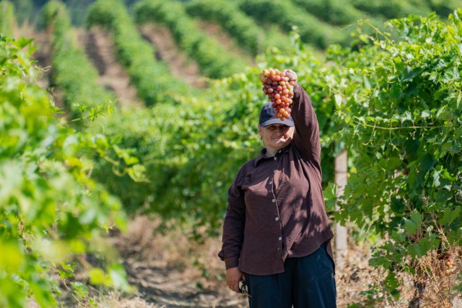 В Севастополе начался сбор столового винограда: продукция уже поступает на местные рынки В Севастополе начался сбор столового винограда: продукция уже поступает на местные рынки