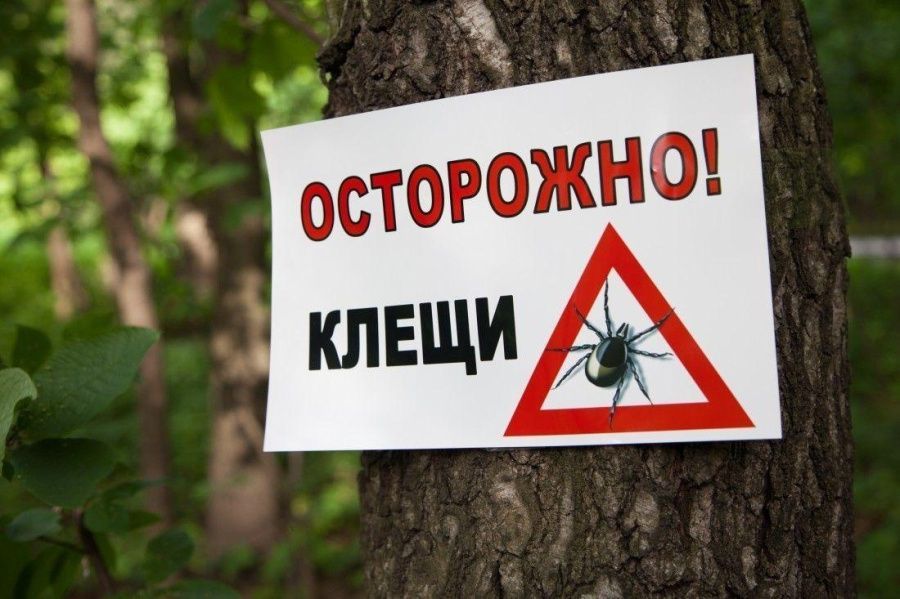 Роспотребнадзор напоминает о защите от клещей Роспотребнадзор напоминает о защите от клещей